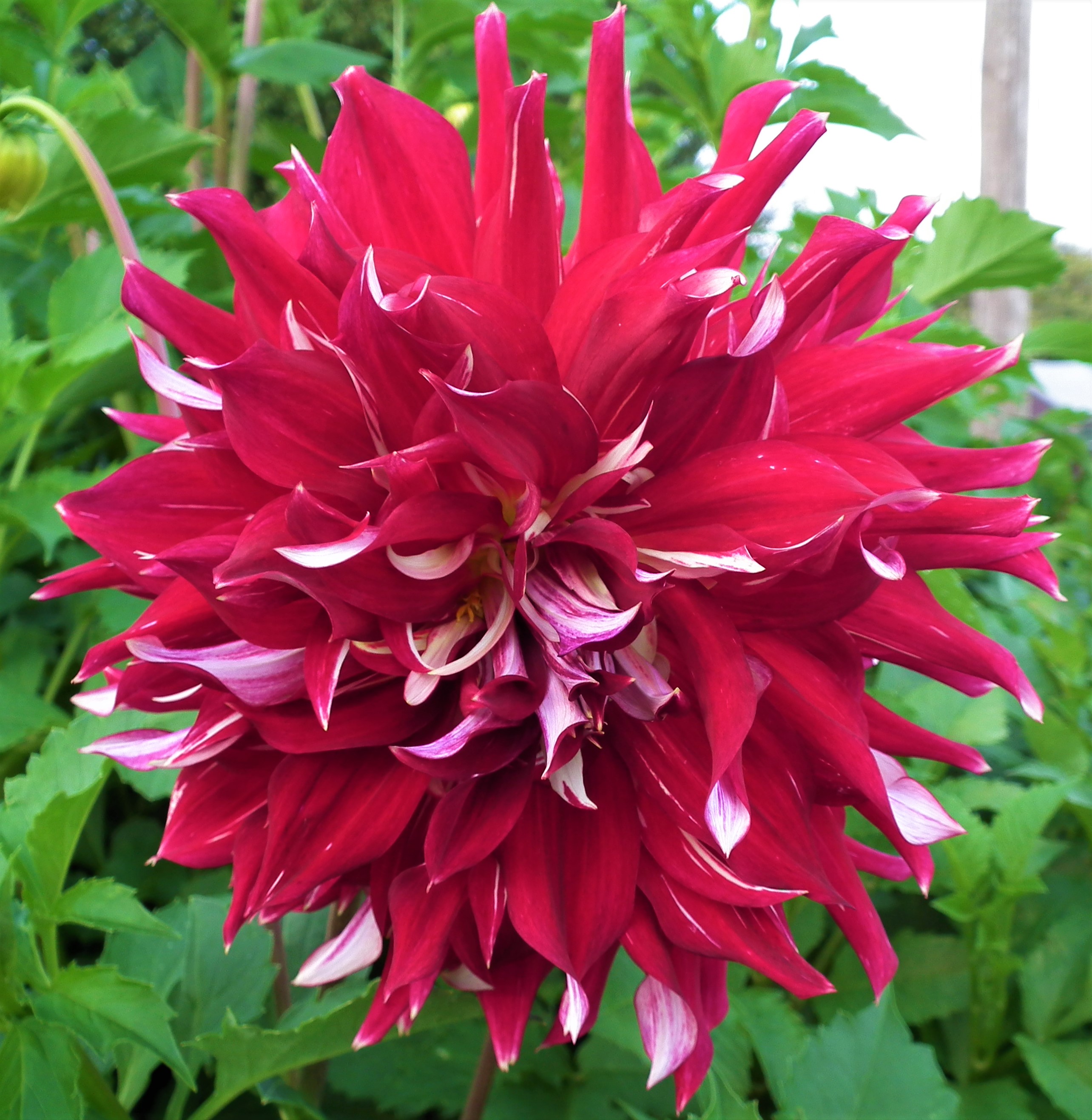 Dahlia Myth